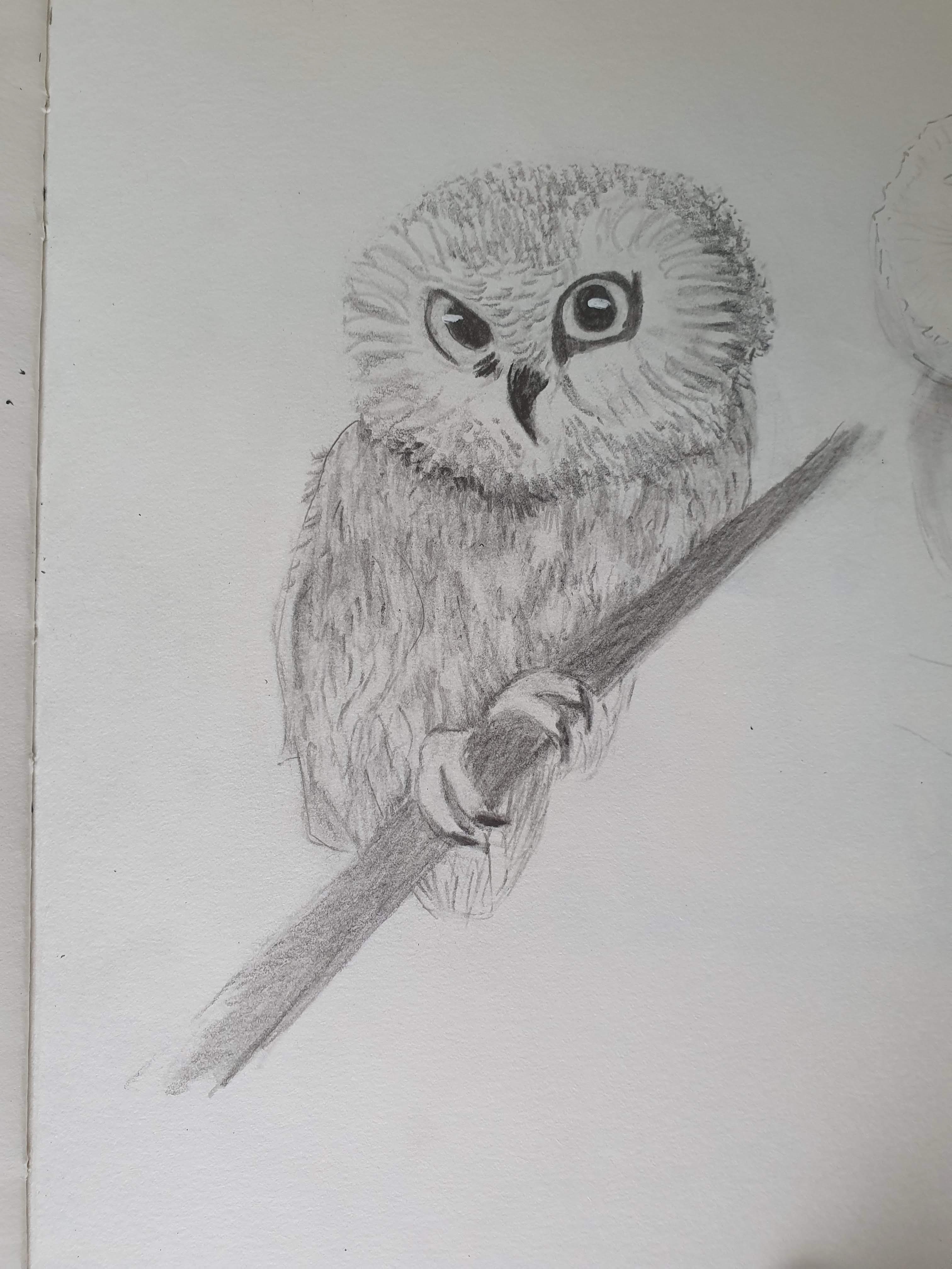Little Owl